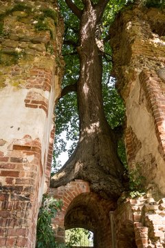 Schloss Putzar - Ulrichsbau - Ruine - Baum auf dem Brunnen