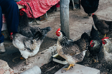 Hen feeding. man are fed from hands a black chicken with a red comb.