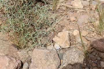 Fuerteventura Barranco de las Penitas