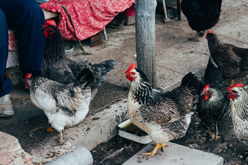 Hen feeding. man are fed from hands a black chicken with a red comb.