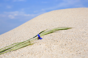Kłos zboża i kwiat chabru na piaszczystej wydmie. - obrazy, fototapety, plakaty
