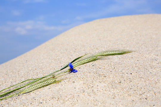 Kłos zboża i kwiat chabru na piaszczystej wydmie.