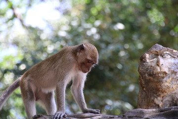 The monkey is at the temple of Thailand.