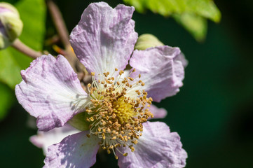 Obraz premium Blackberry flower macro photography on a budget