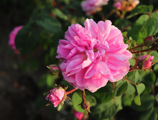 Closeup Provence rose or cabbage rose or Rose de Mai Centifolia in the organic garden with blurred foliage.Nature and rose concept.