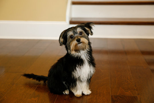 Morkie Dog Puppy
