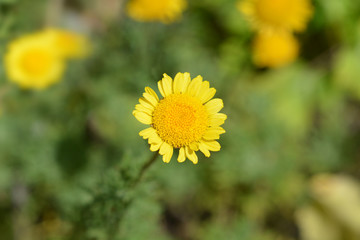 Golden marguerite