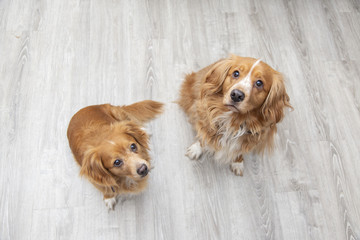 Due cagnolini dal pelo lungo e chiaro seduti sul pavimeneto che guardano all'insù © makis7