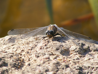 Nature in closeup. The four-spotted chaser (Libellula quadrimaculata) in Latvia nature. Microshoot turism tour to ecological nature in summer time.