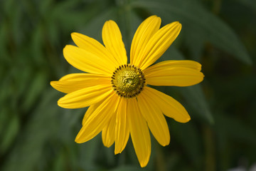 Cutleaf coneflower