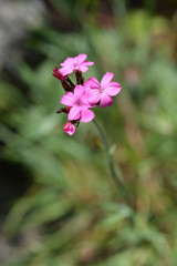 Croatian pink