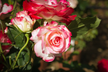 Splendida rosa bianca con sfumature rosa