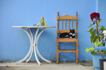 Sleeping cat on the chair under a blue wall. White table with plants on backyard. Quiet life on the Greek country town.