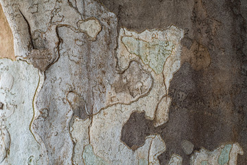 Mini map, world of bark
