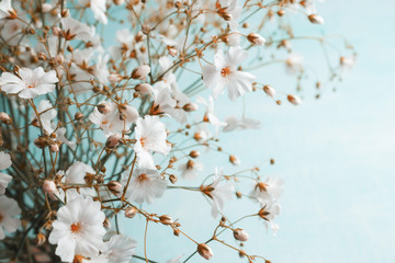 Bouquet of gypsophila on a light blue background. Small white flowers