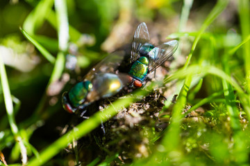 Flies sitting on pile of dung