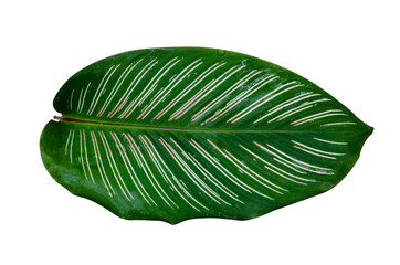 Leaves Calathea ornata pin stripe background White Isolate