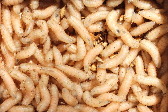 larvae of flies for fishing closeup