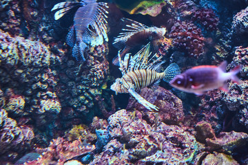 Beautiful Sea World. Sea fish at depth.