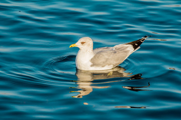 A seagull swimming in deep blue lake water. European herring gulls, seagulls, Larus argentatus
