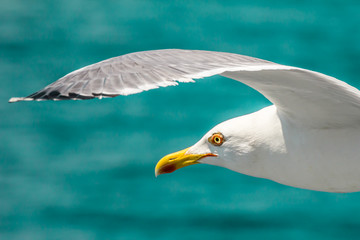 European herring gull, seagull, Larus argentatus flying in the summer along the shores of Aegean sea near Athens, Greece