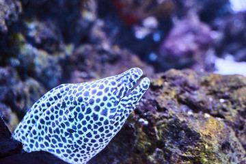 Beautiful Sea World. Sea fish at depth.