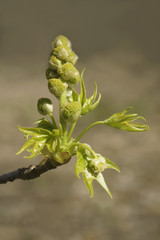 American sweetgum (Liquidambar styraciflua). Known also as  Redgum, Sweet Gum, Satinwood, Hazel Pine, American storax, Bilsted, Satin-walnut, Star-leaved Gum and Alligator-wood.