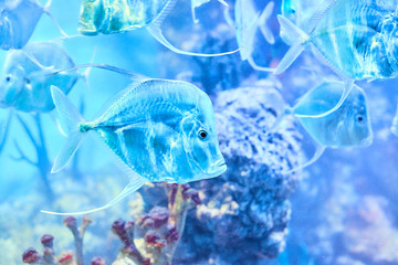 Beautiful Sea World. Sea fish at depth.