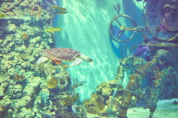 Fototapeta na wymiar Beautiful Sea World. Sea turtle.