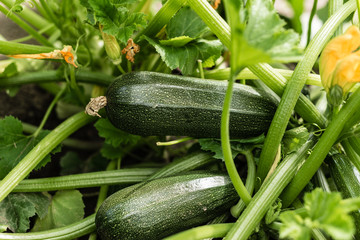 The ripened vegetable marrows, zucchini and bush pumpkins are prepared as ingredients for...