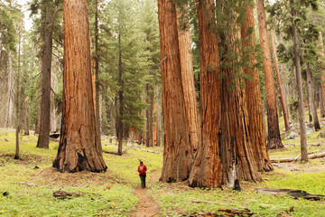 Man in Sequoia national park in California, USA