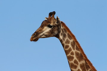 giraffes's head