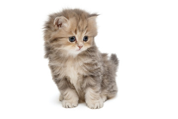 Funny kitten of British marble breed © Okssi