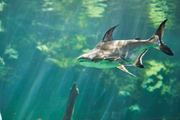 Obraz premium Beautiful Sea World. Sea fish at depth.