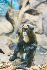 Live nature. A monkey