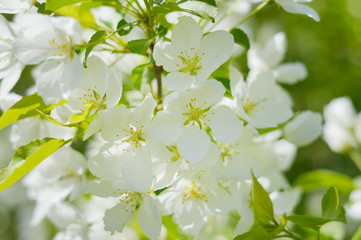 apple tree in spring close-up