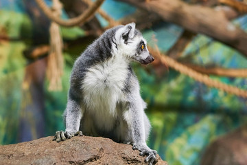 Live nature. Lemur
