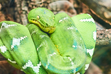 Live nature. Green snake