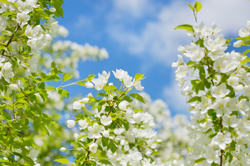apple tree flowers on background of clouds