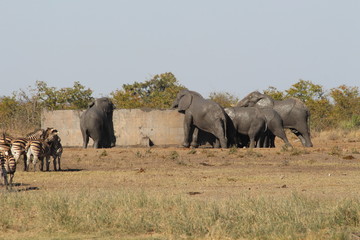 Obraz premium Animals at a water hole