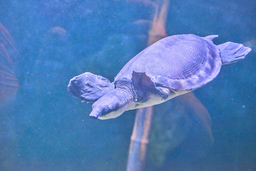Beautiful Sea World. Sea turtle.
