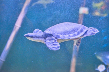 Beautiful Sea World. Sea turtle.