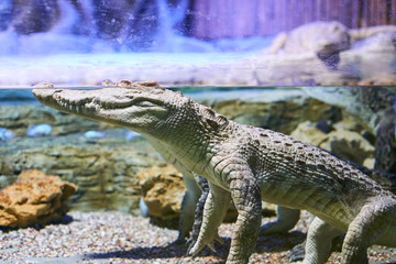 Live nature. Crocodile in the water