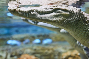 Live nature. Crocodile in the water