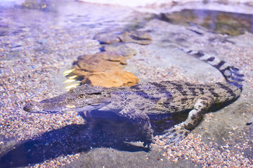 Live nature. Crocodile in the water