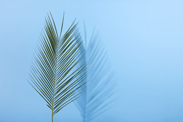Palm leave on pastel blue background. Flat lay.