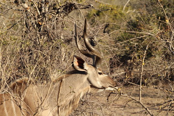 Greater Kudu