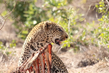 leopard eating a carcass