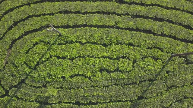 Teeplantage Tea plantation in India Munnar kerala drone shot Fair von oben