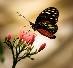 Golden Heliconian Butterfly lat. Heliconius hecale